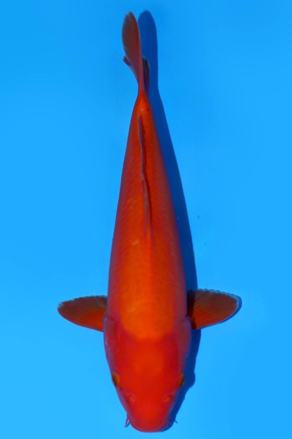 Juara 1