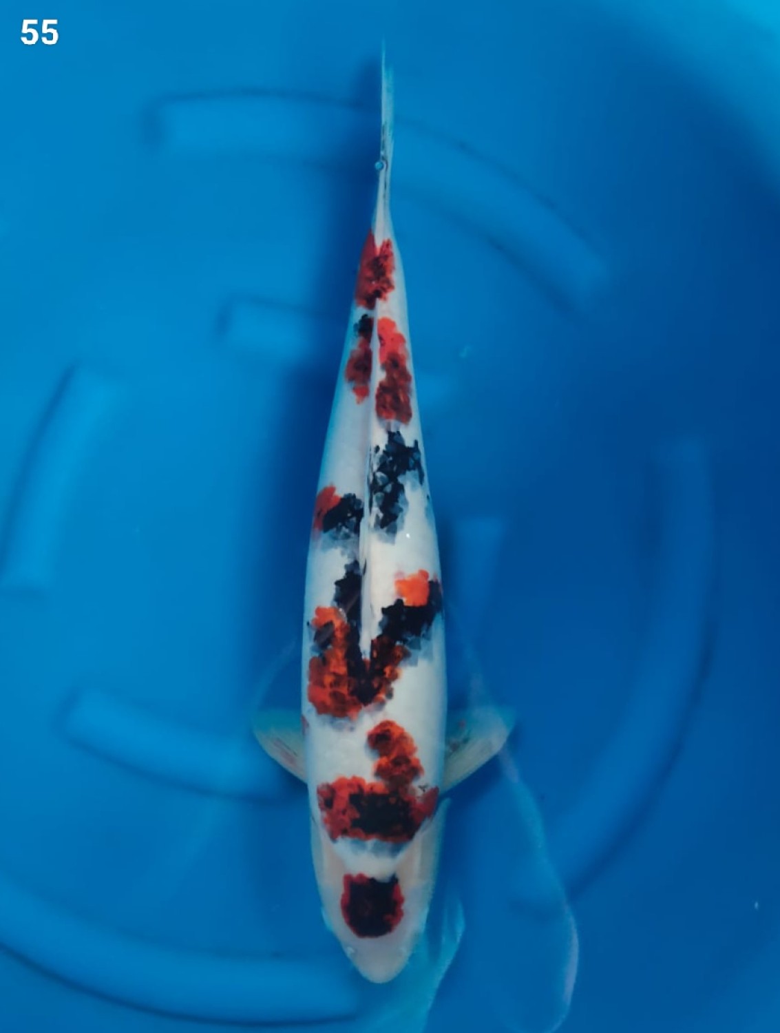 Juara 2