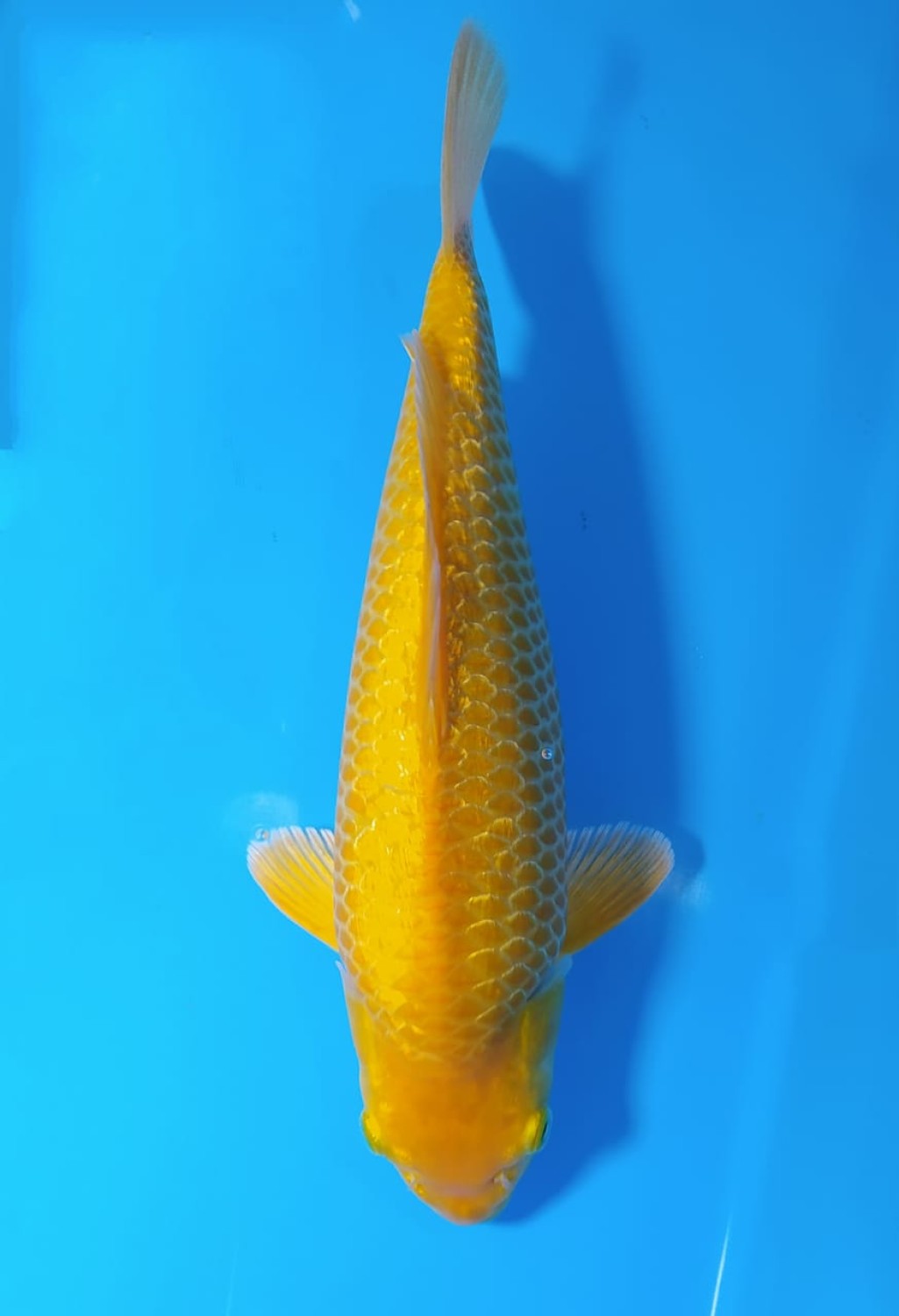 Juara 4
