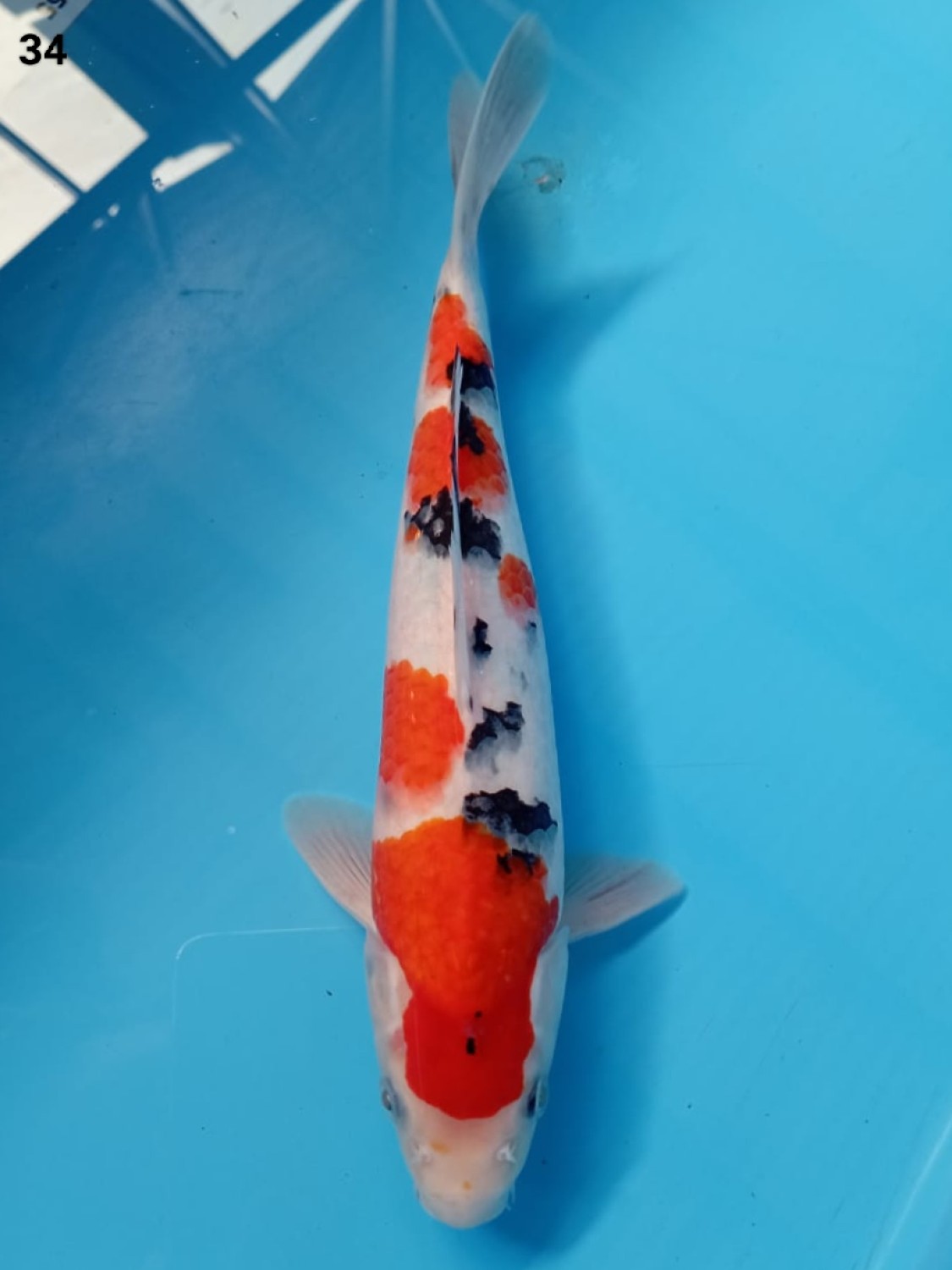 Best In Size A 31 - 35 cm