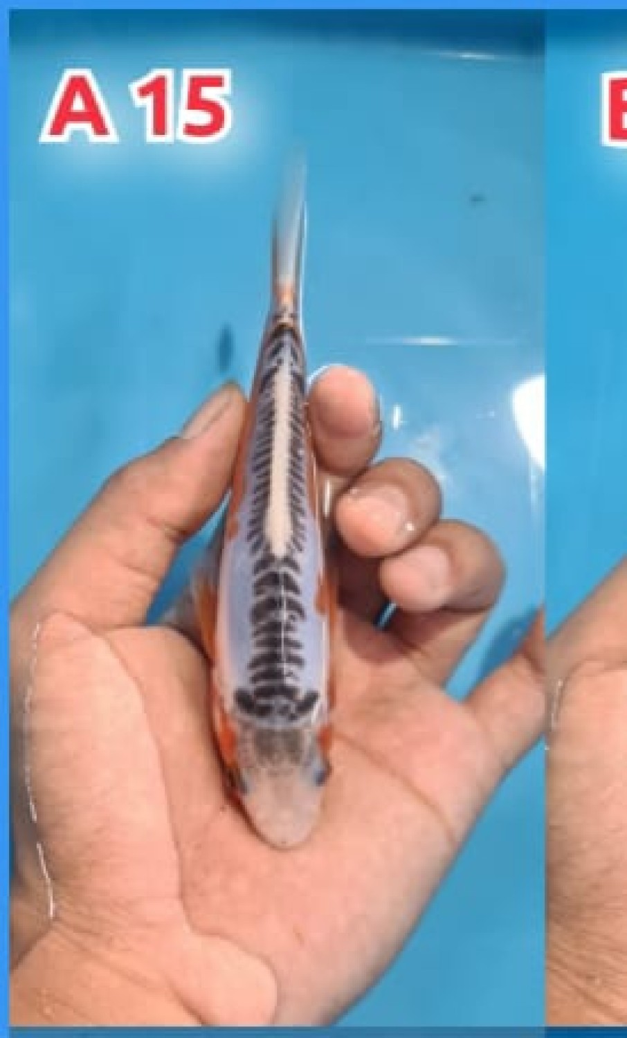 Juara 5