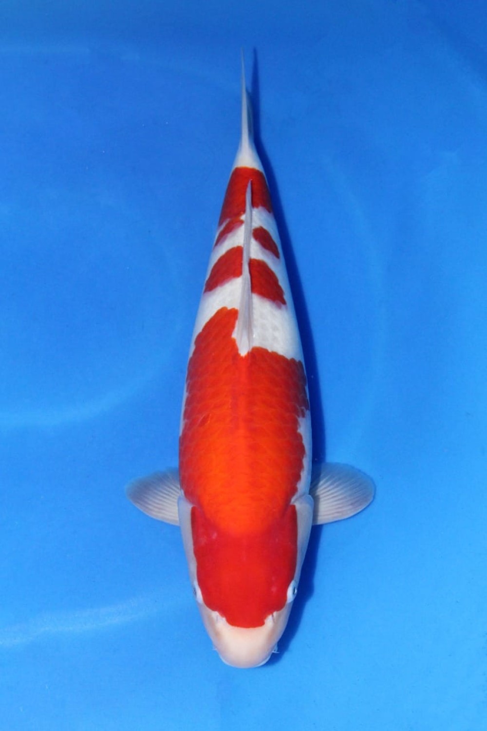 Juara 1