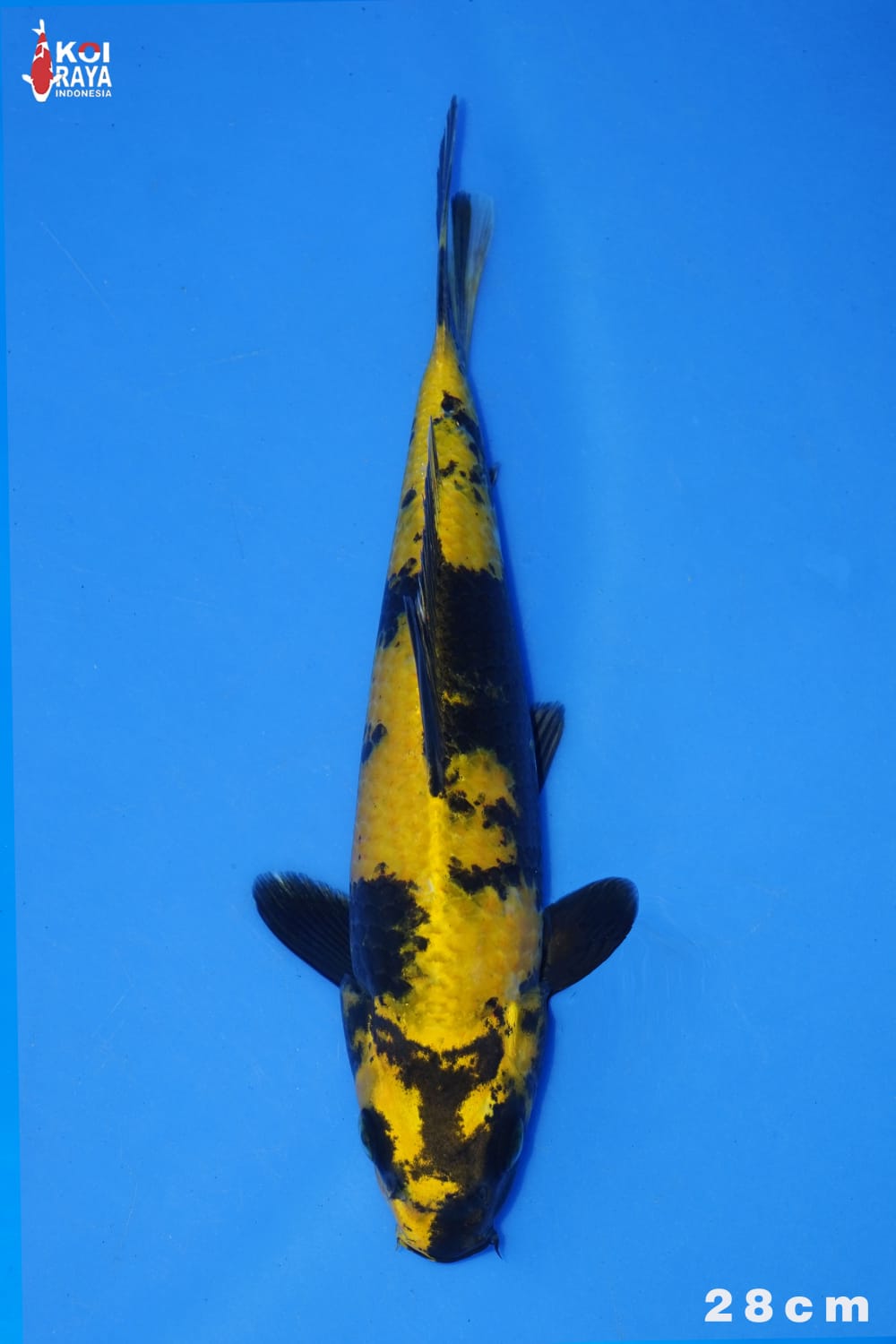 Juara 1