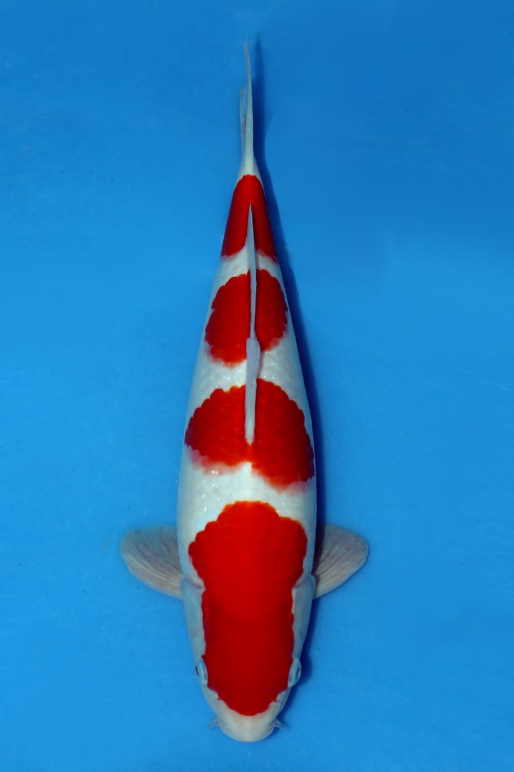 Juara 1