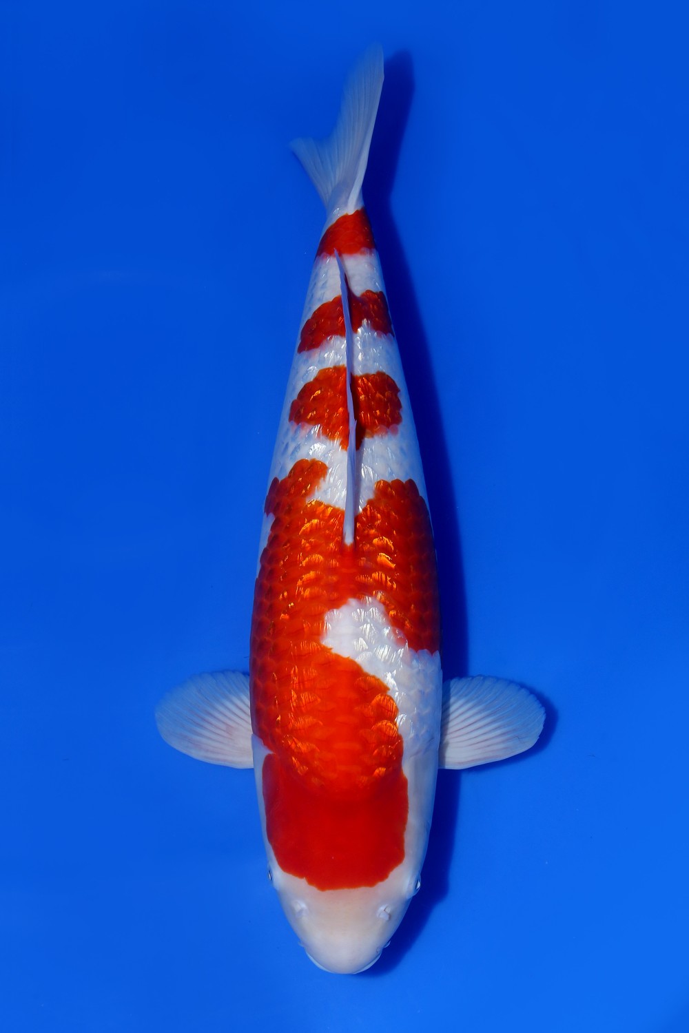 Best In Size B 56 - 60 cm