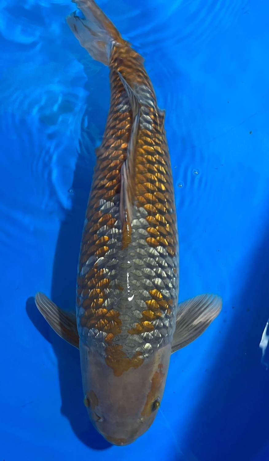 Juara 2