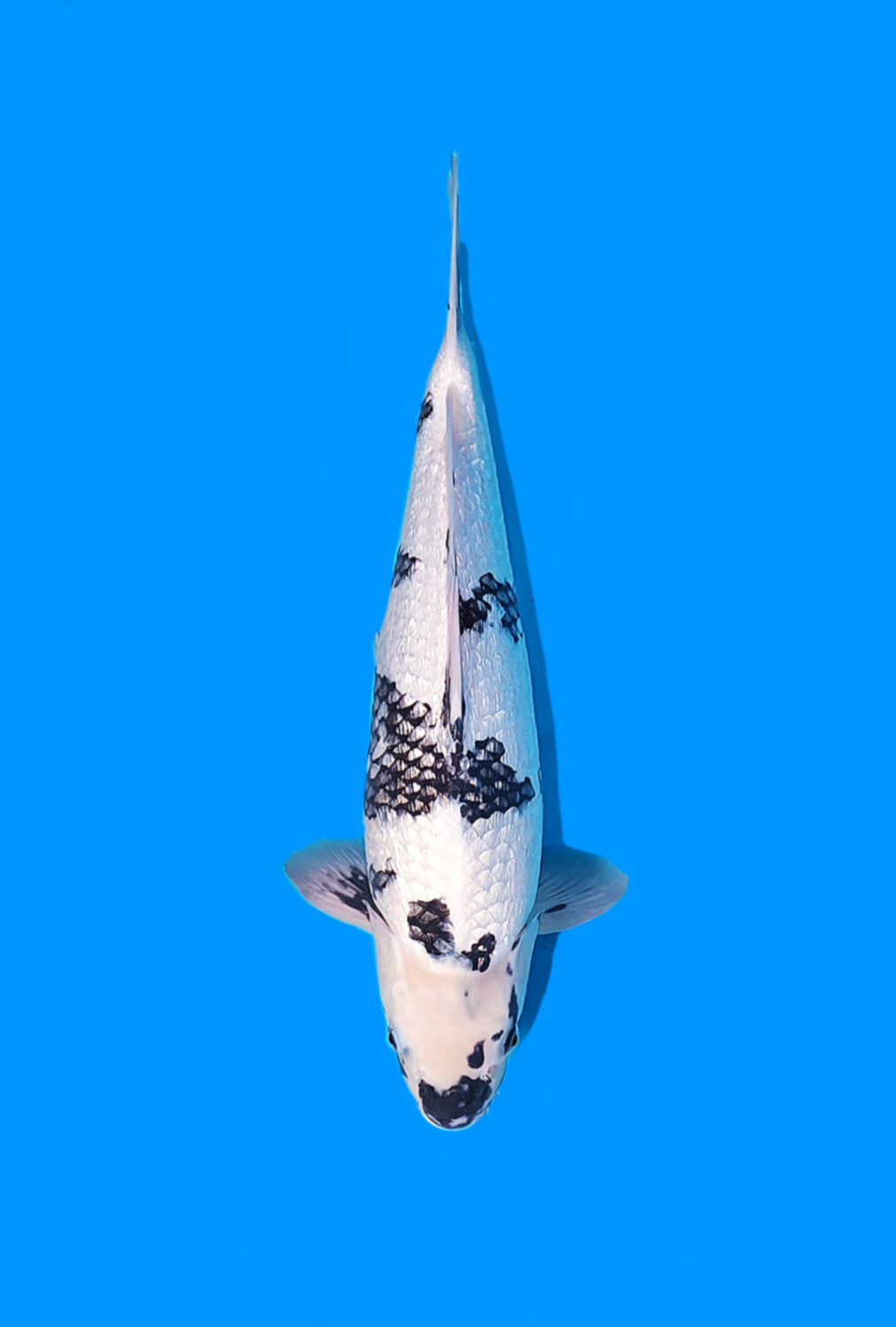 Juara 4