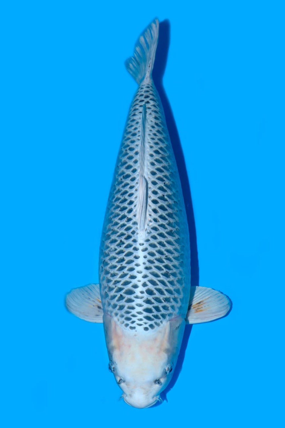 Juara 1