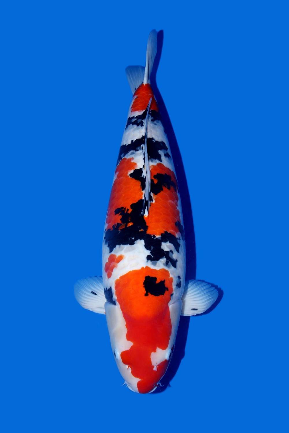 Juara 2