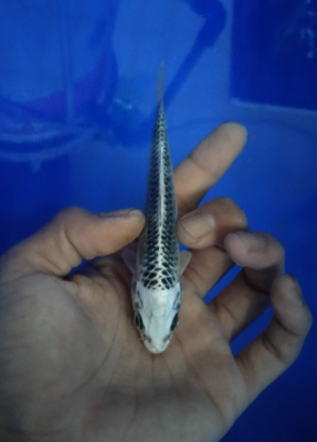 Juara 2
