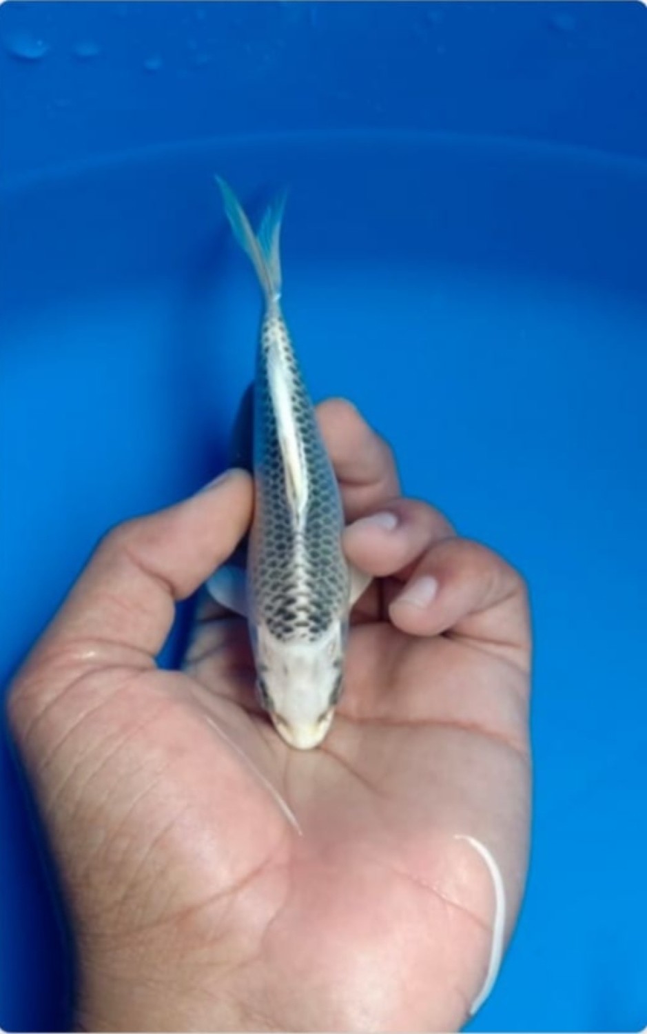 Juara 5