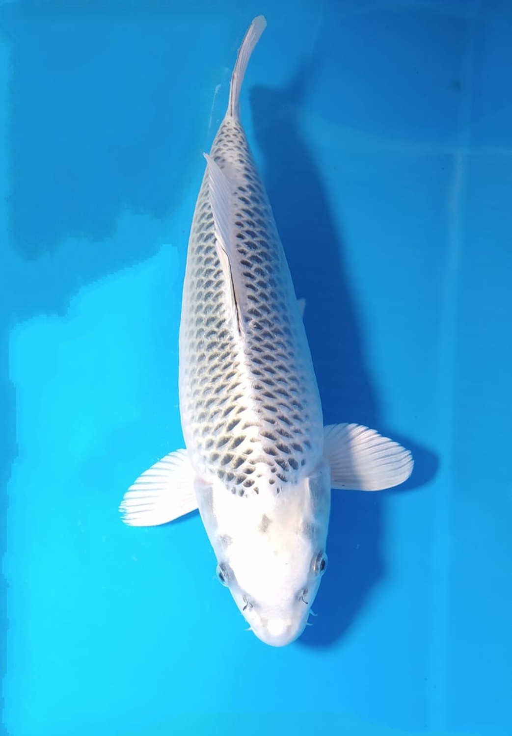 Juara 1