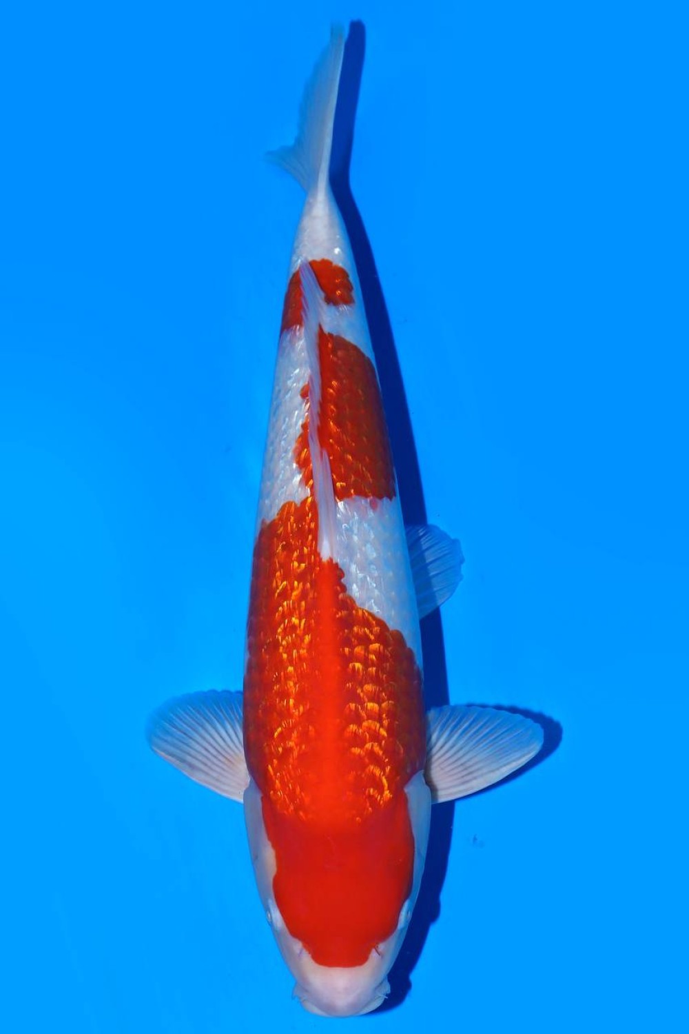 Juara 5