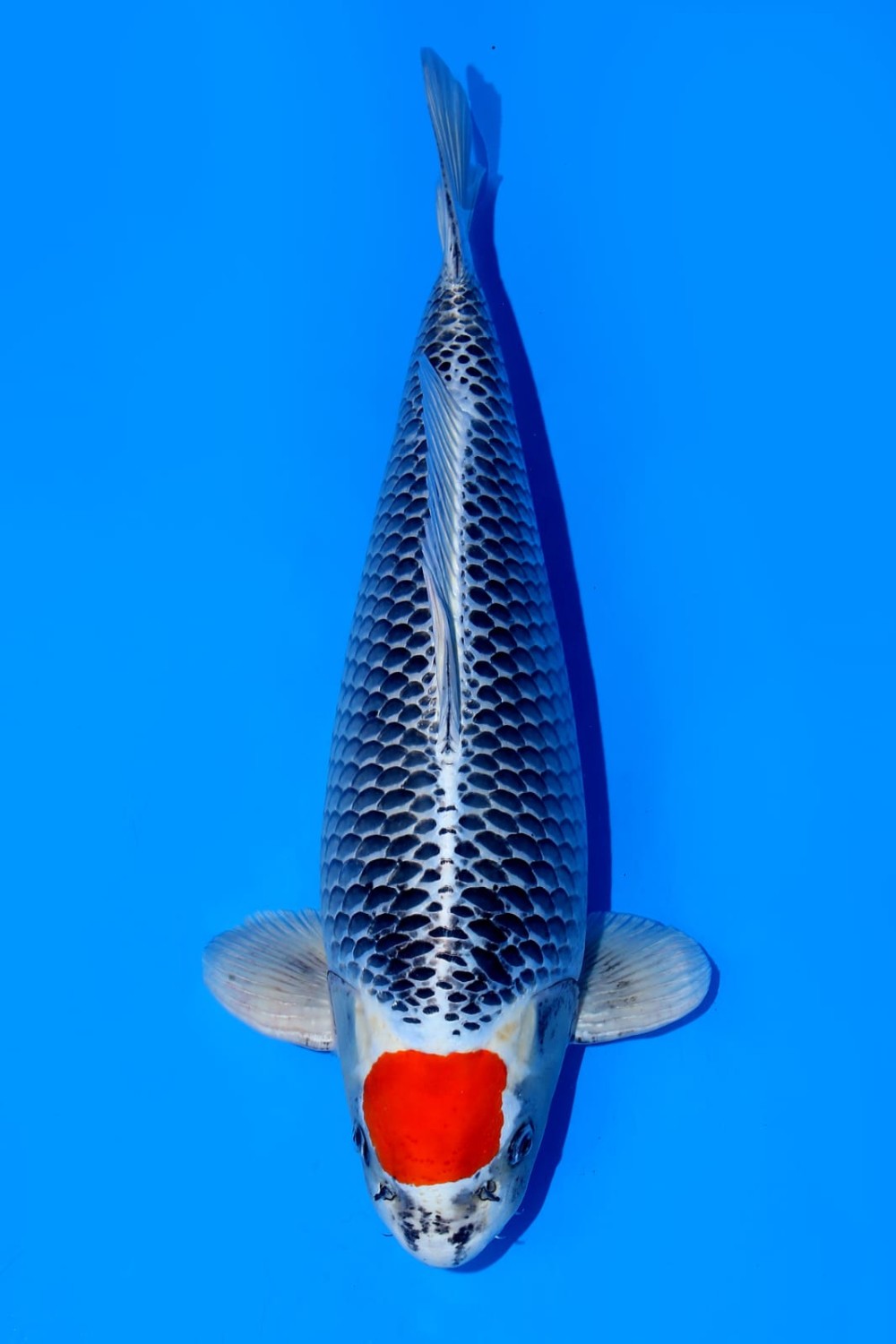 Juara 1
