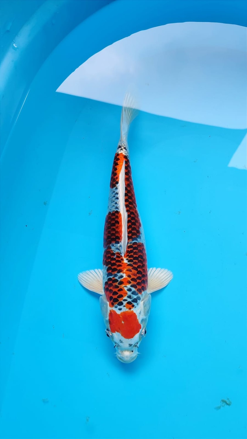 Juara 3