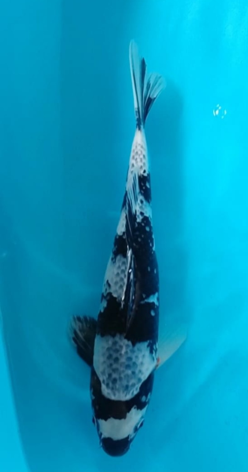 Juara 5
