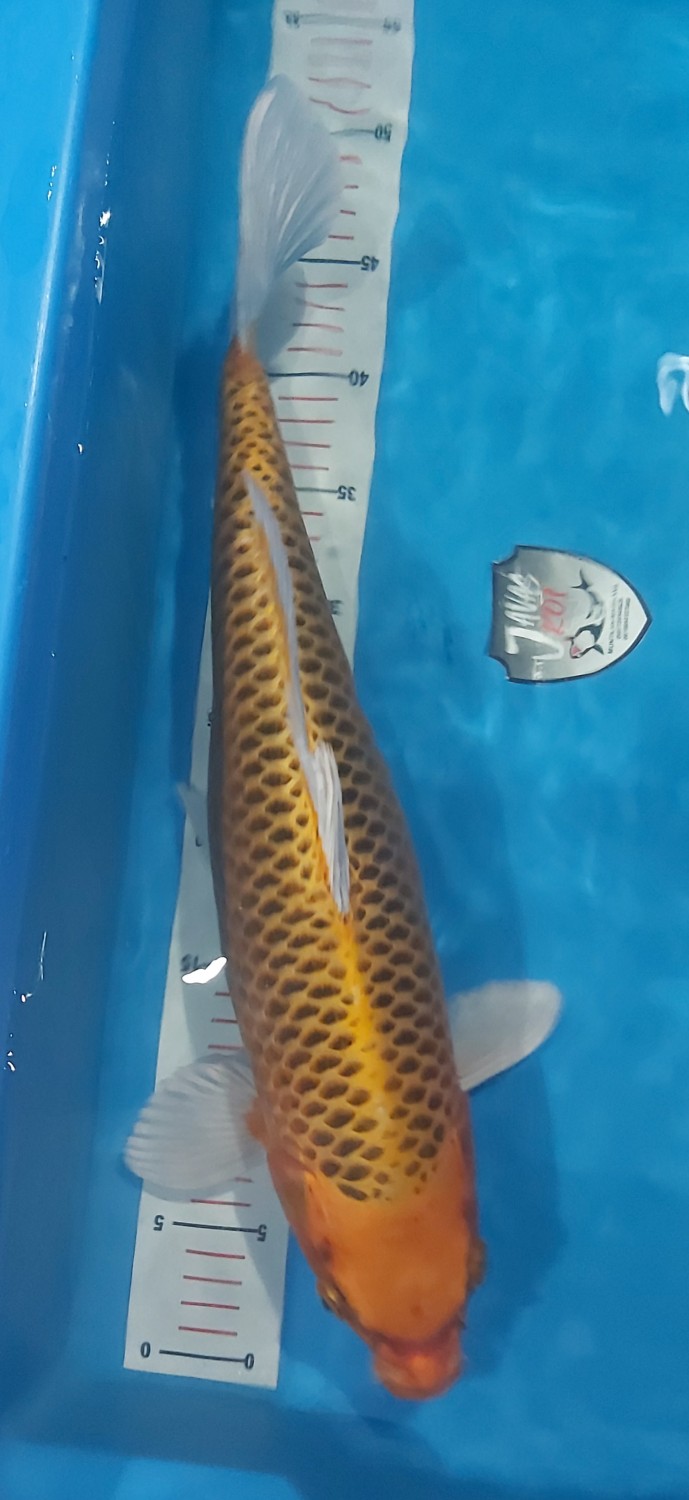 Juara 2