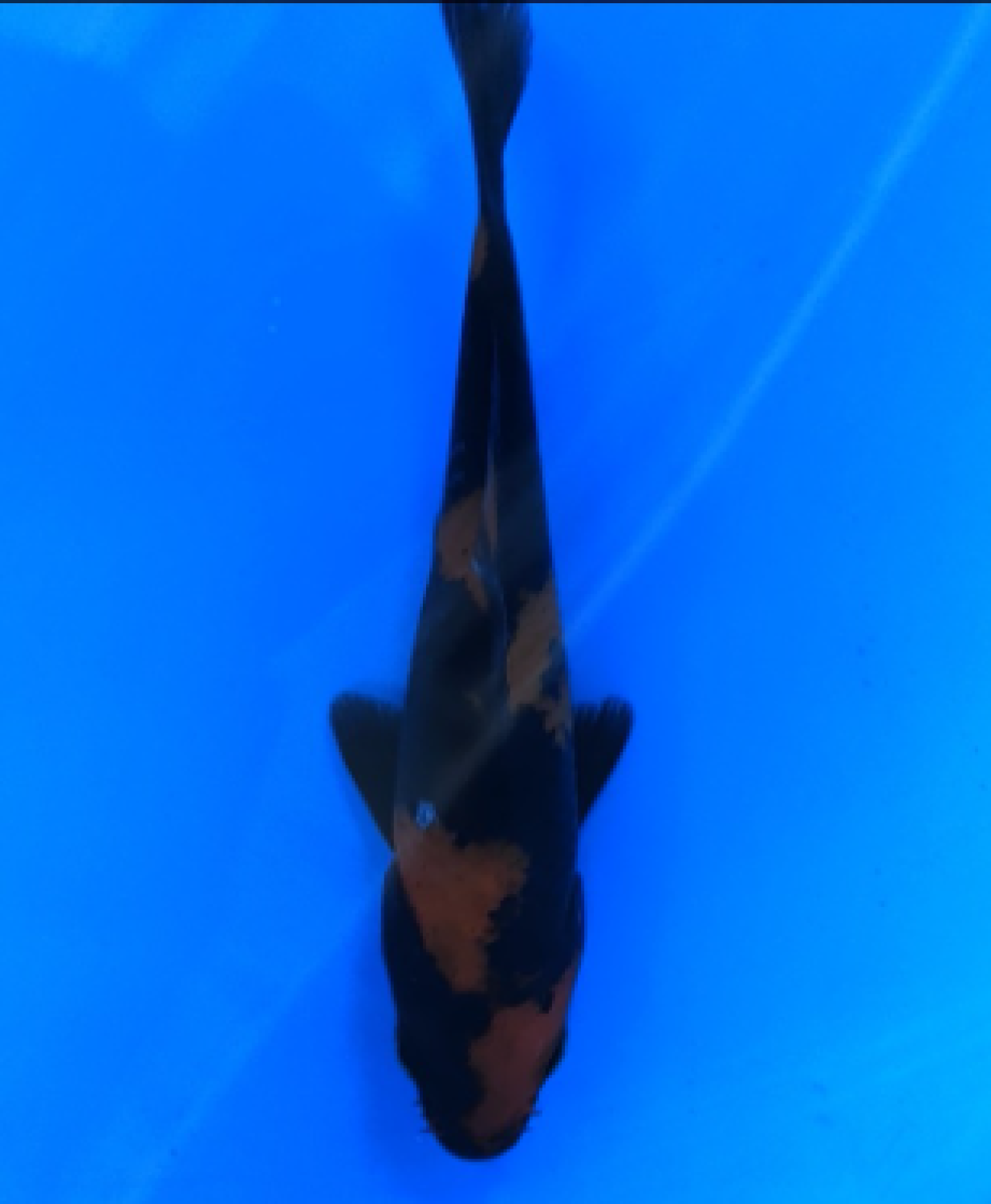 Juara 2