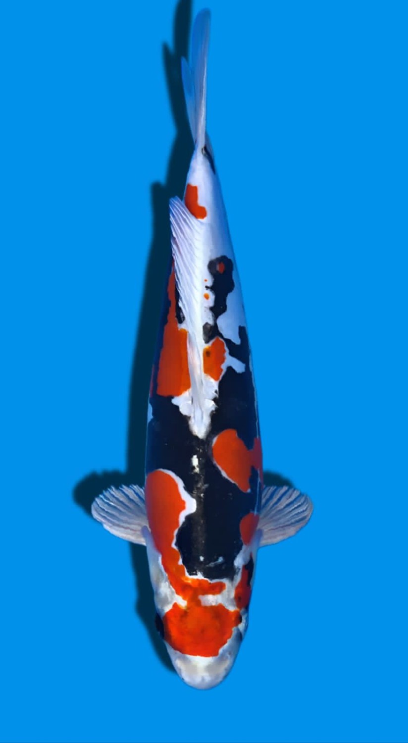 Juara 1
