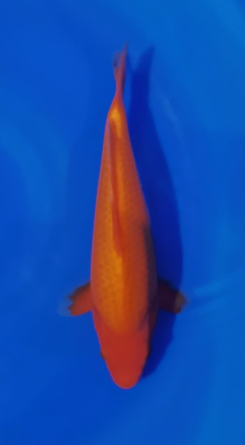 Juara 1
