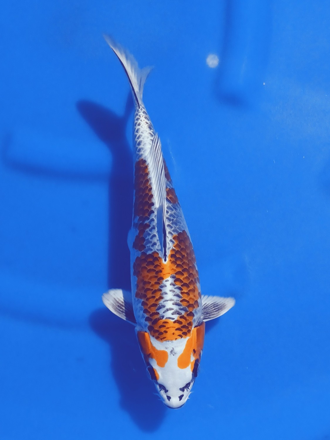 Juara 2