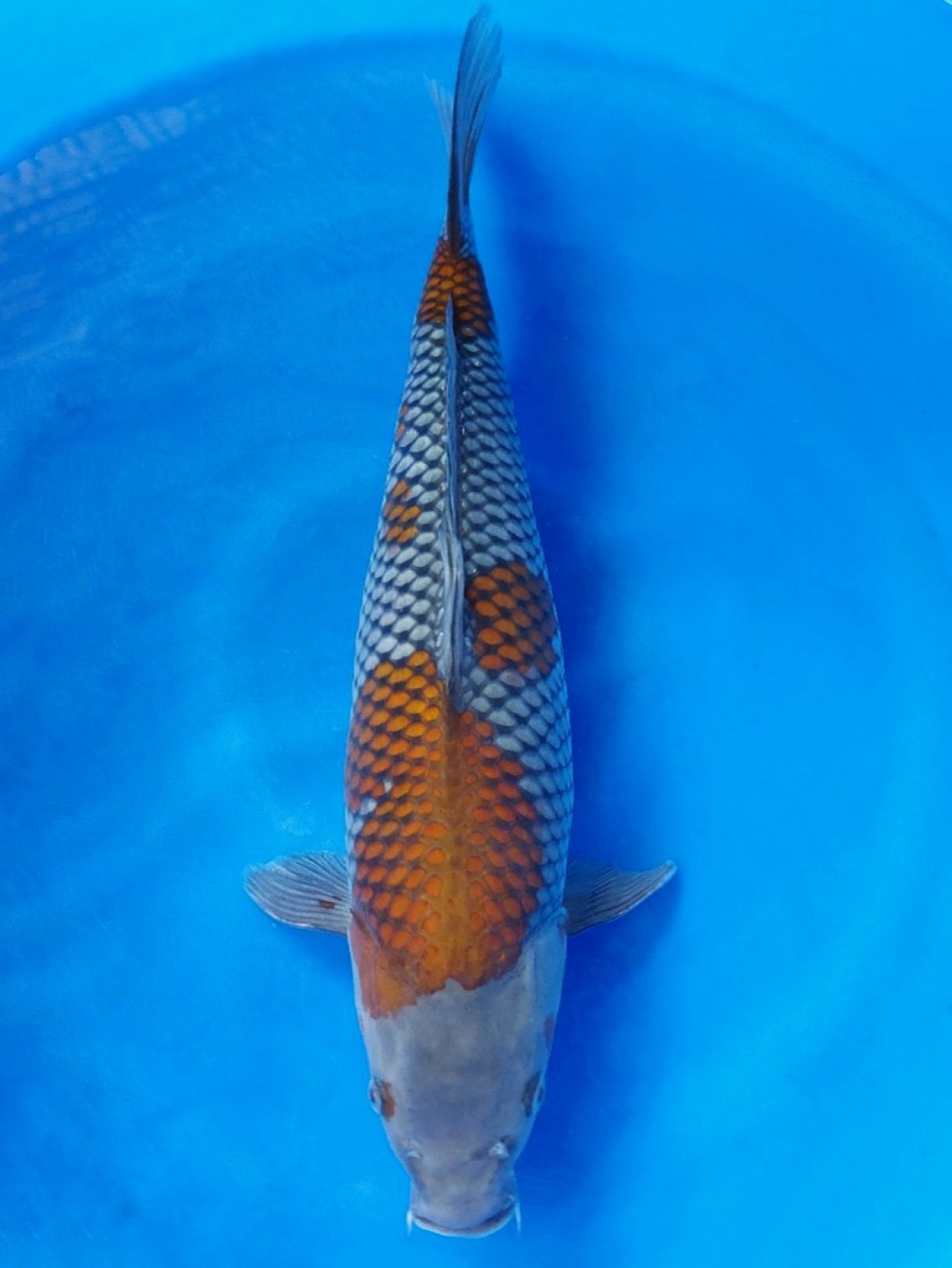 Juara 2