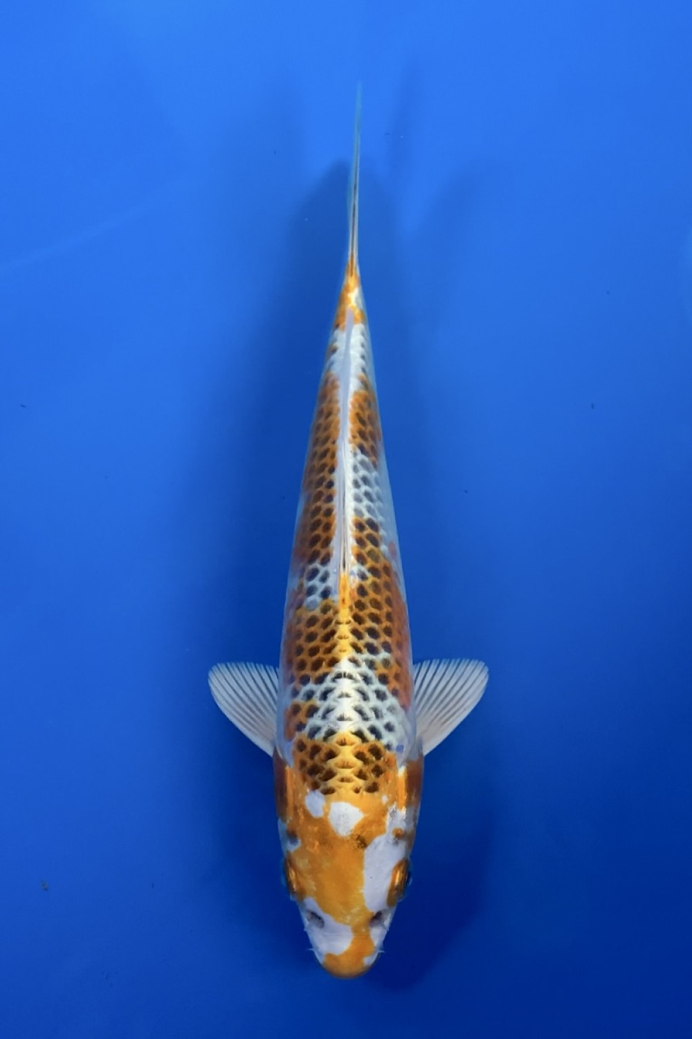 Juara 5