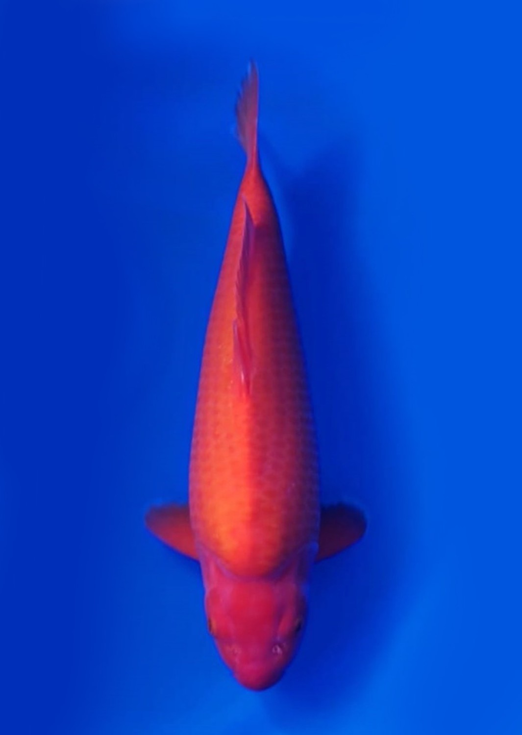 Juara 1