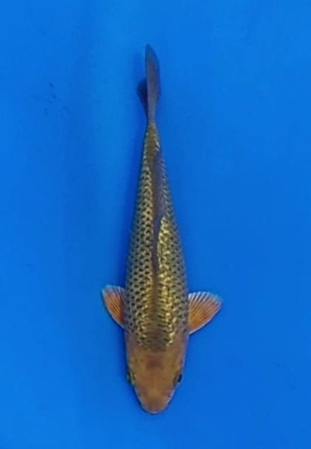 Juara 2
