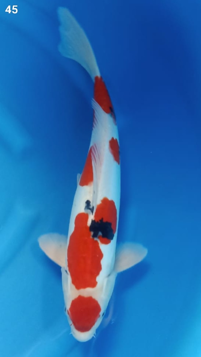 Juara 1