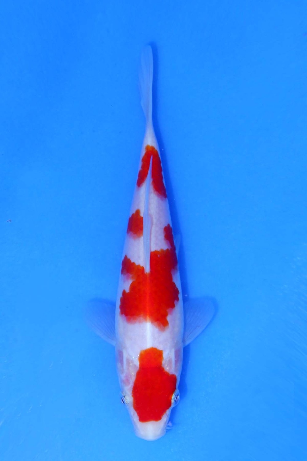 Juara 5