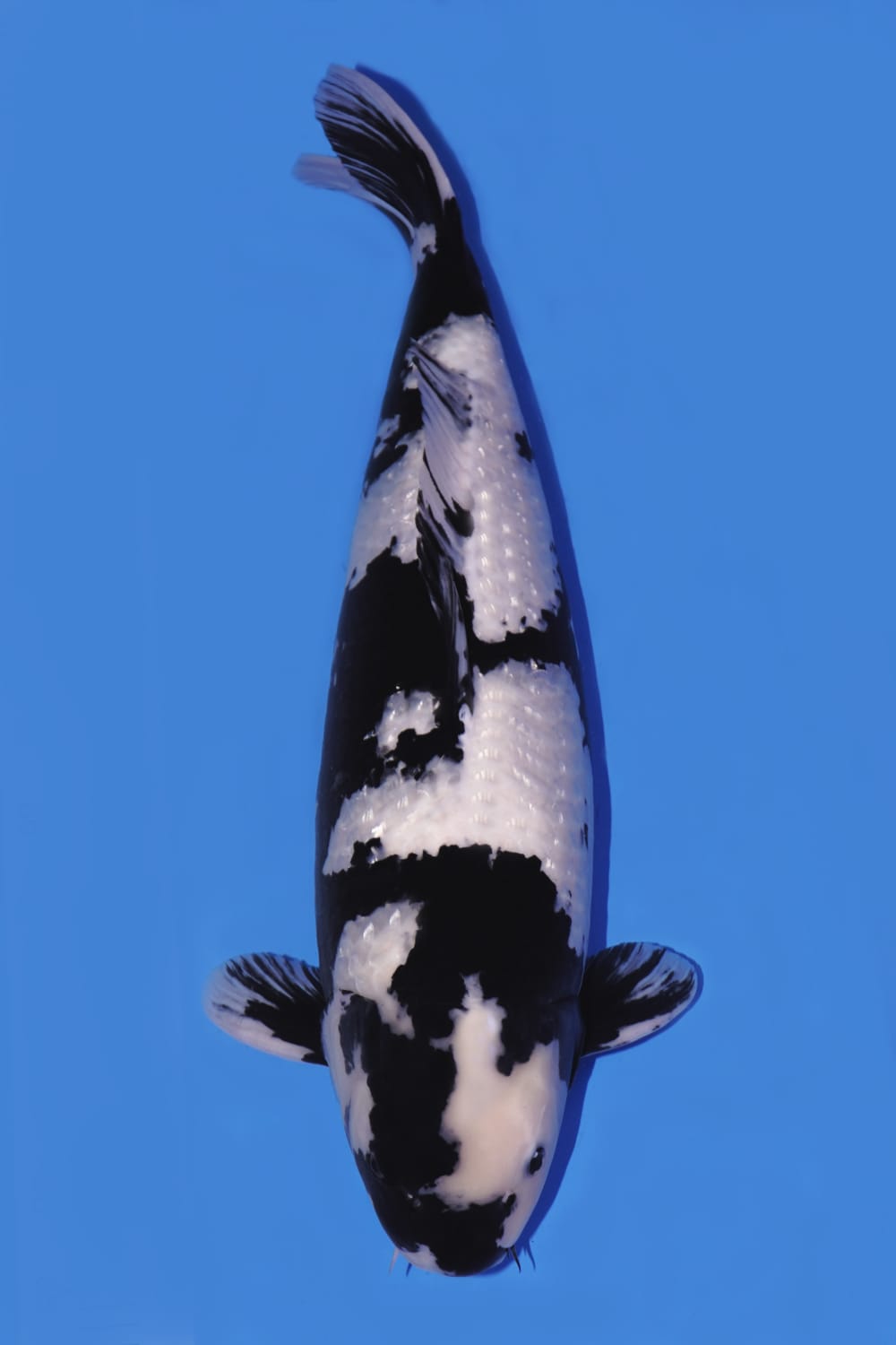 Juara 1