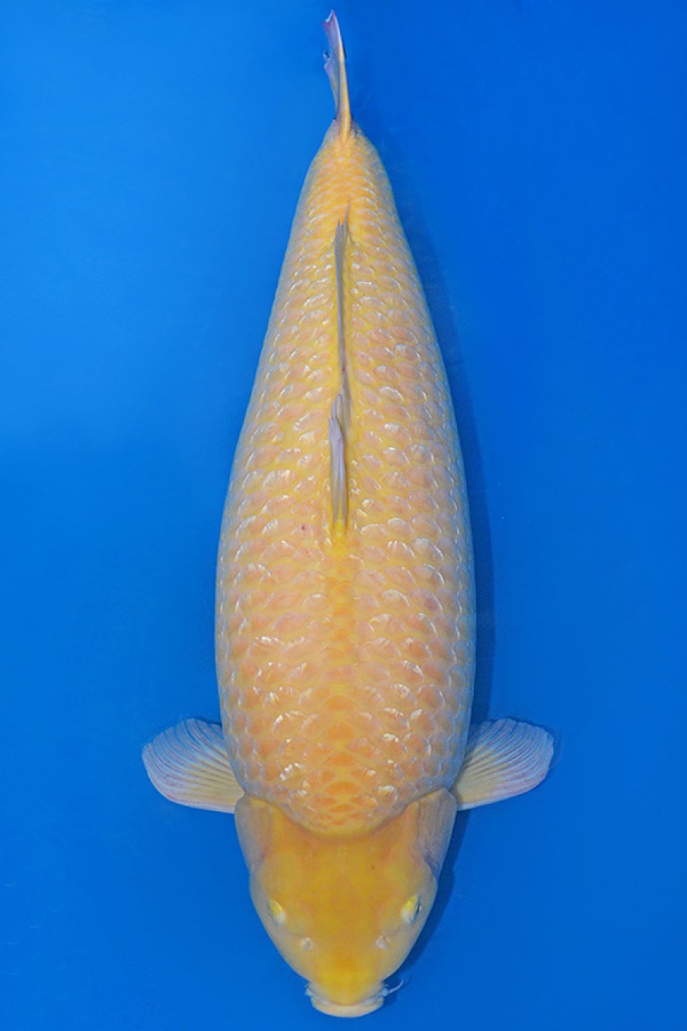 Juara 1