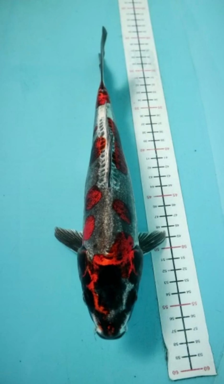 Juara 4
