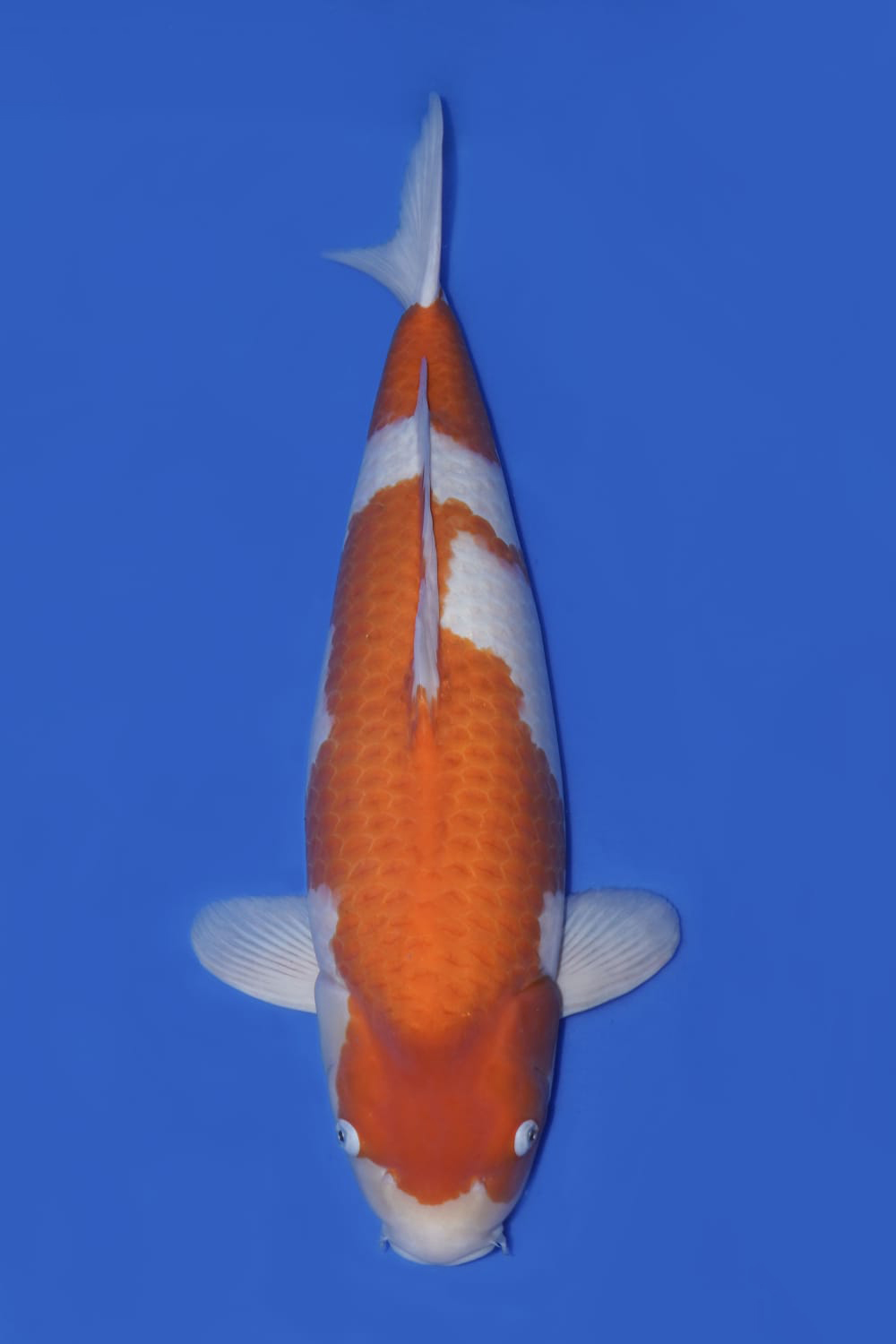 Juara 1