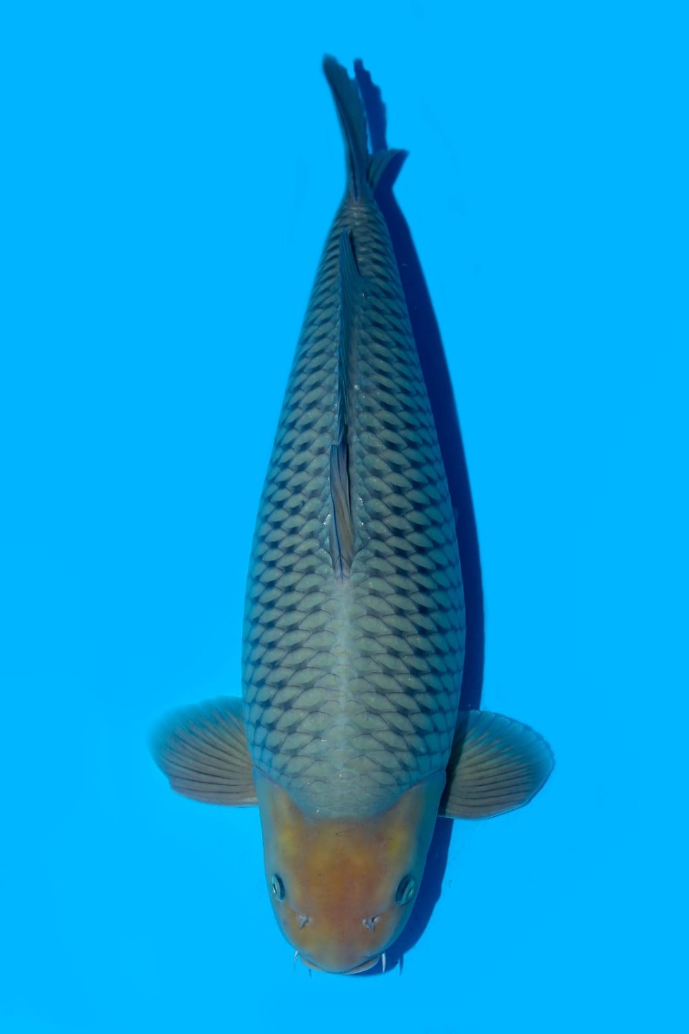 Juara 3