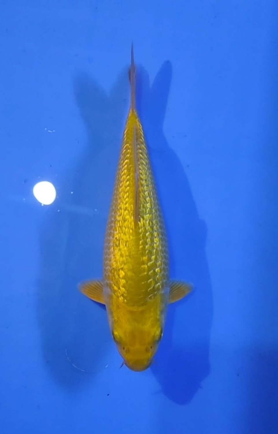 Juara 3
