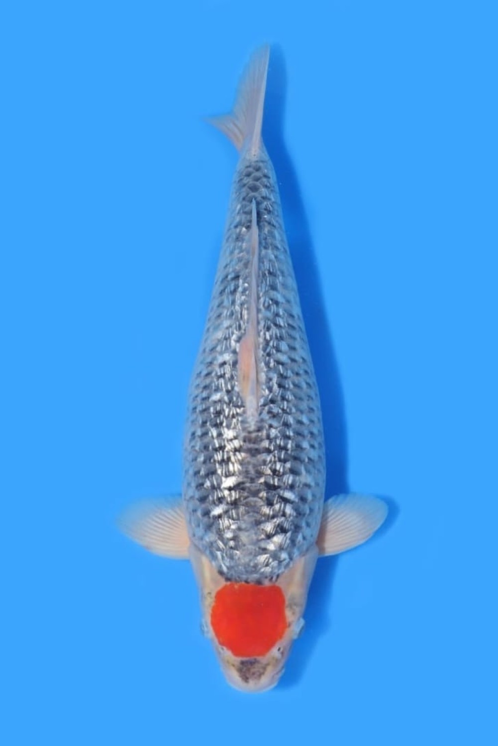 Juara 2