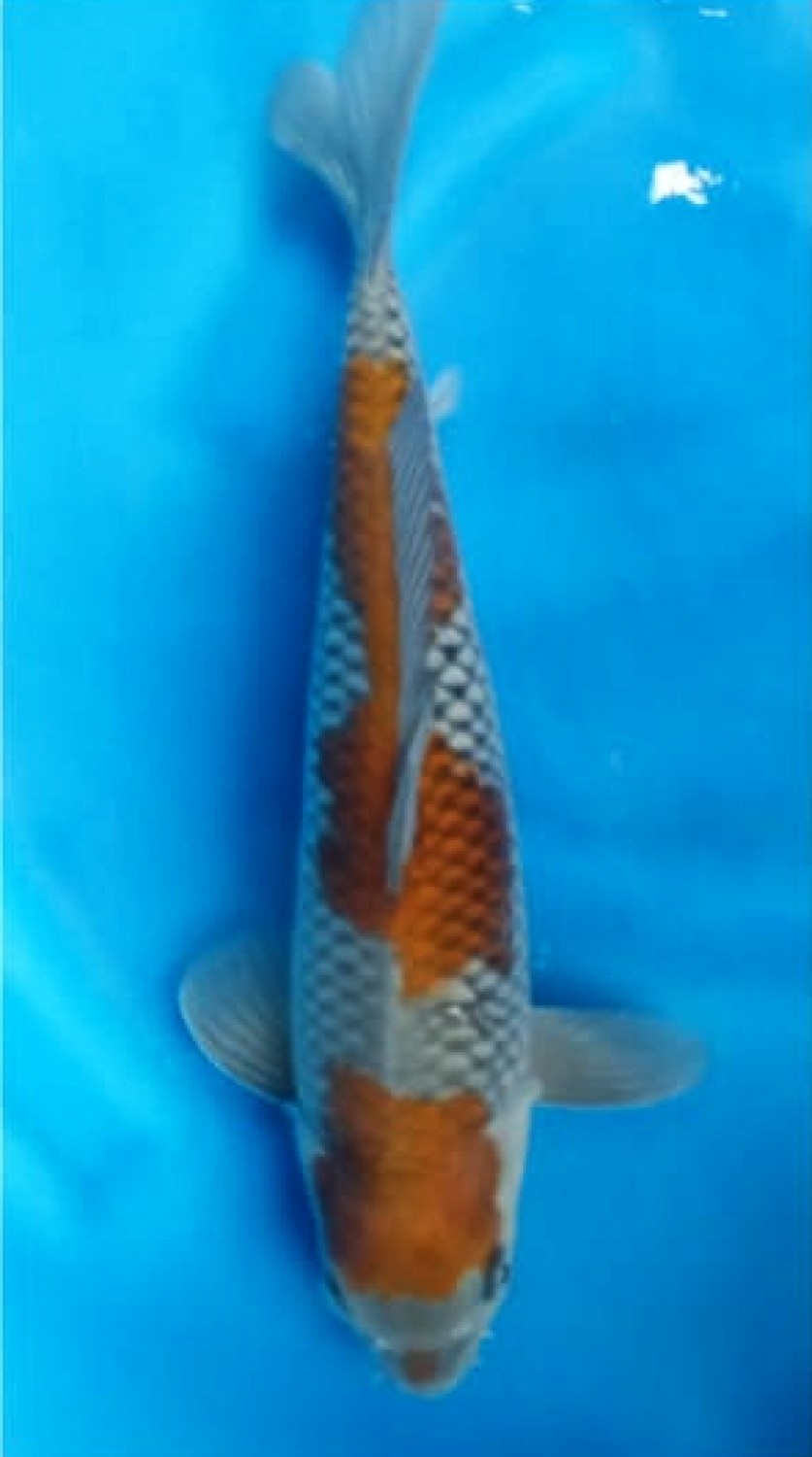 Juara 2