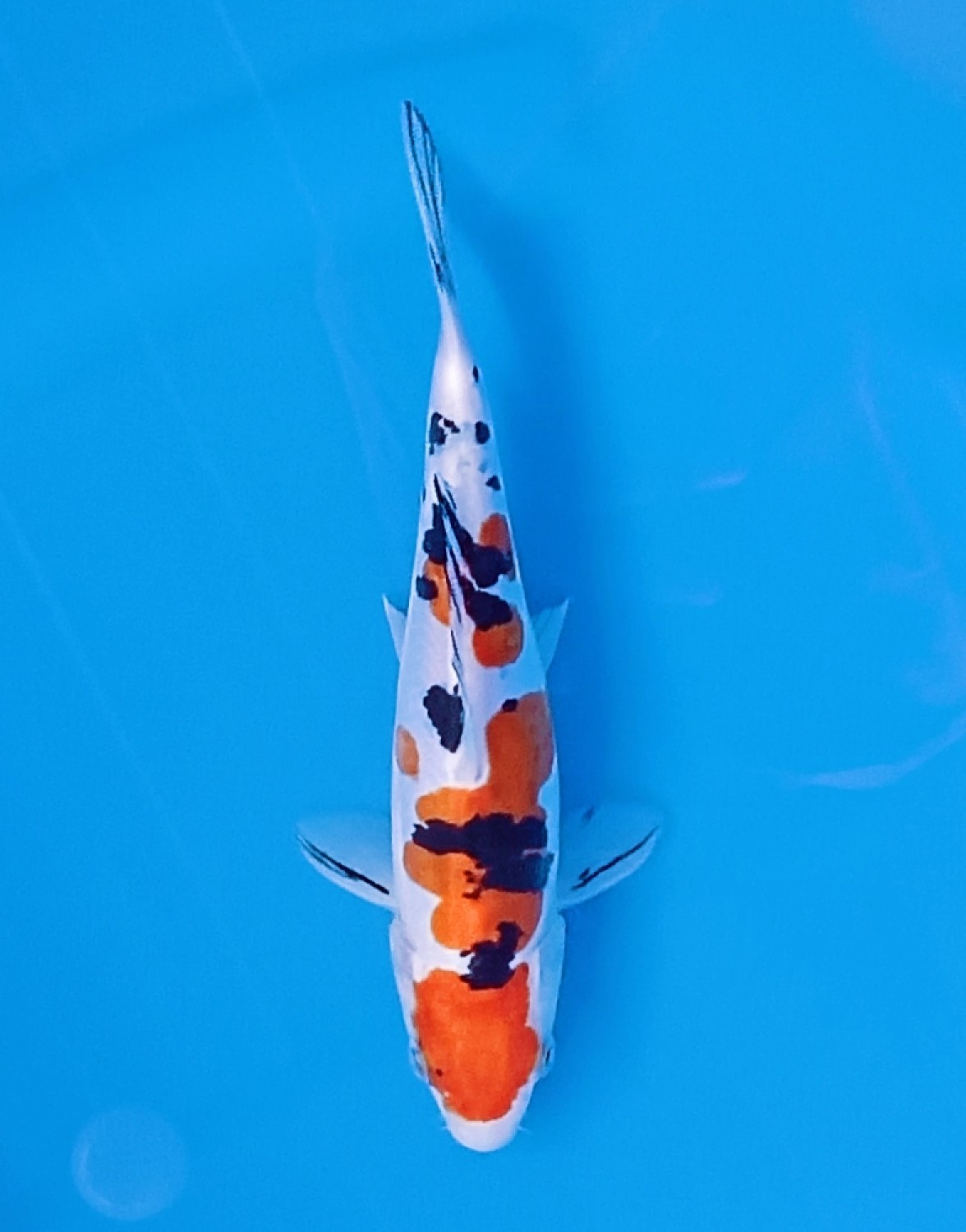 Juara 5