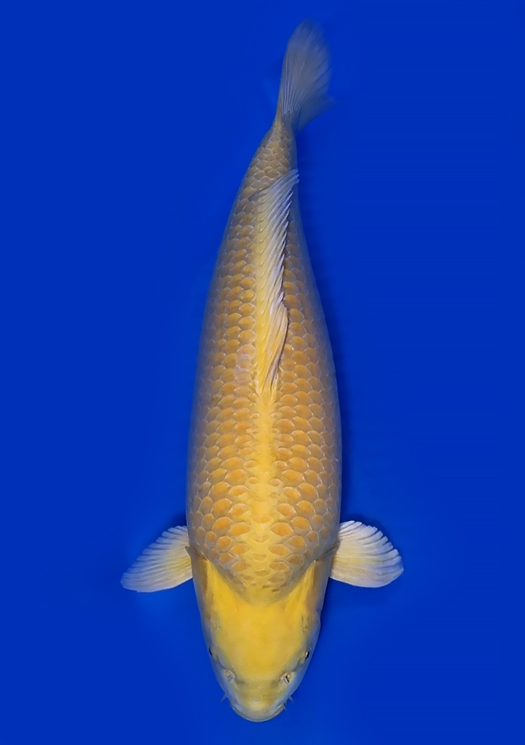 Juara 1