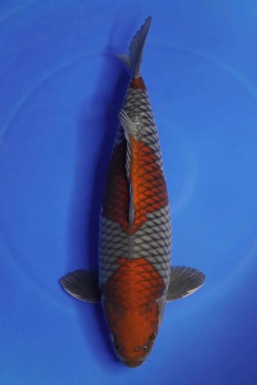 Juara 2