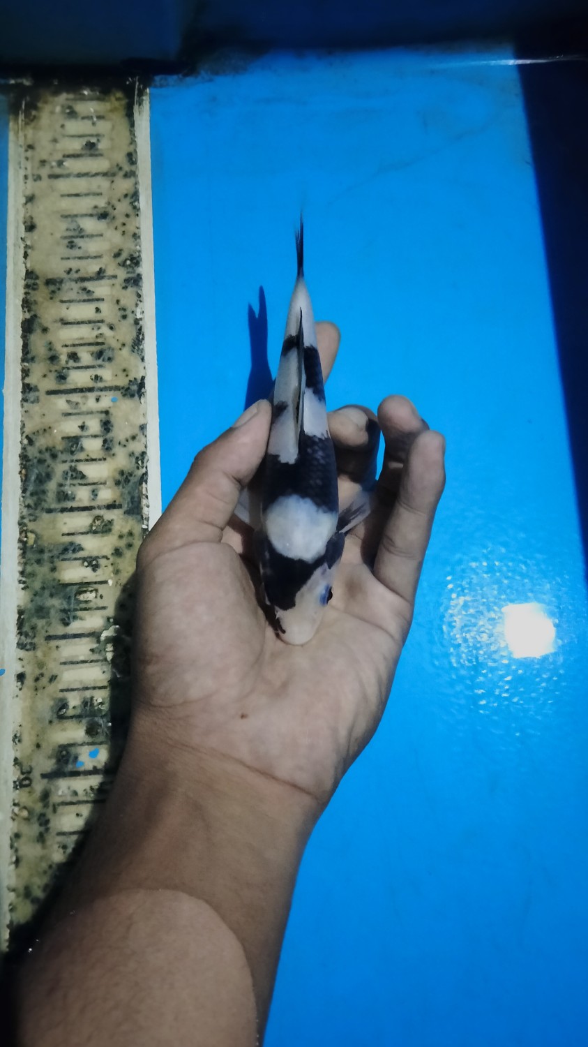 Best In Size B 13-15 cm