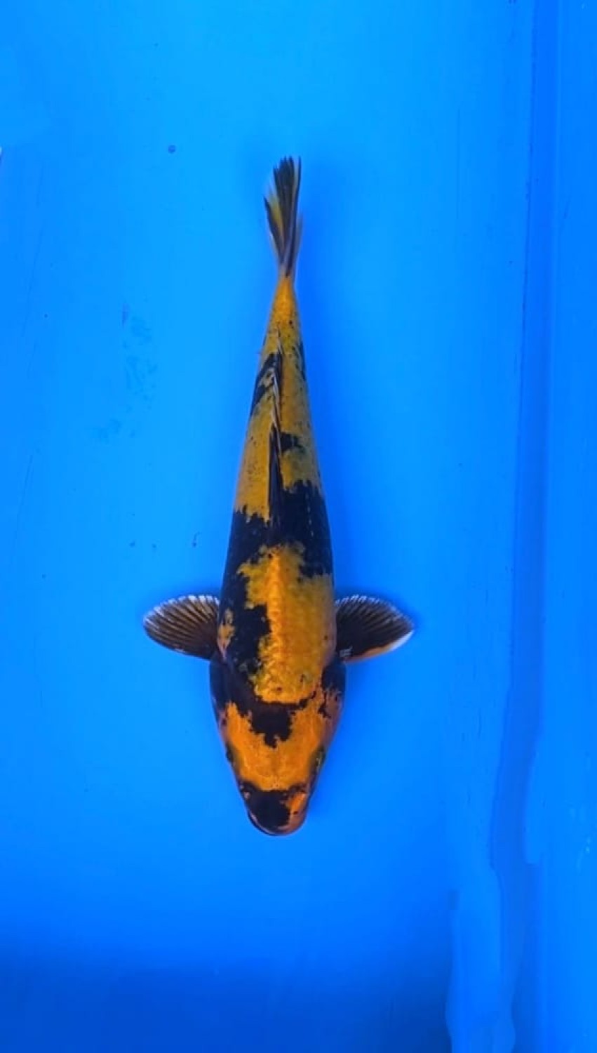 Juara 1