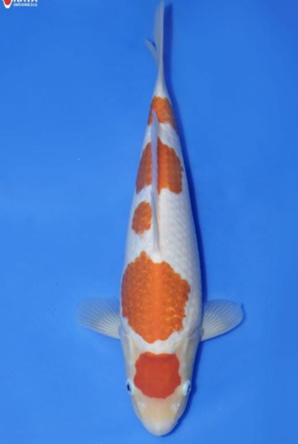Juara 1