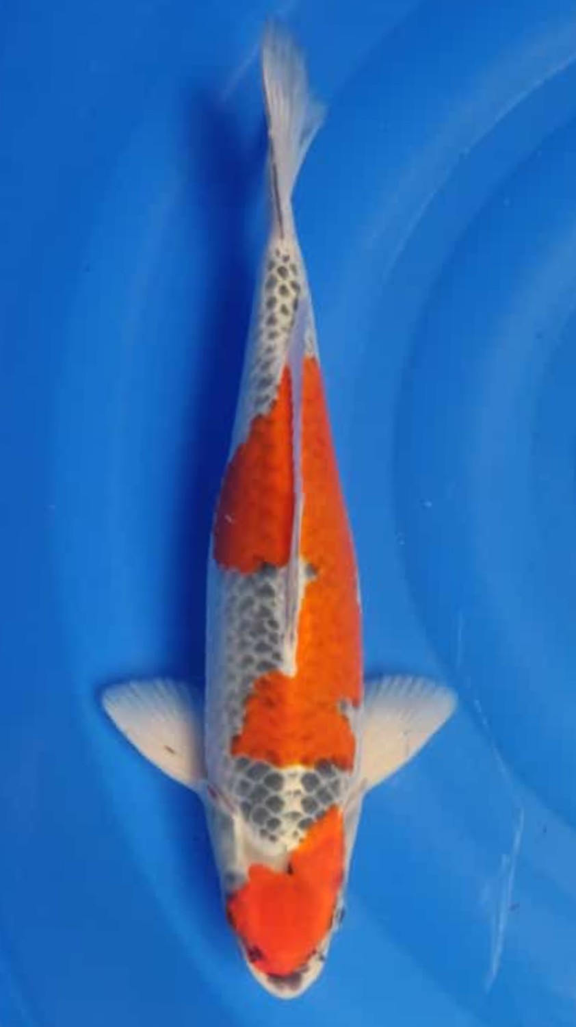 Juara 1