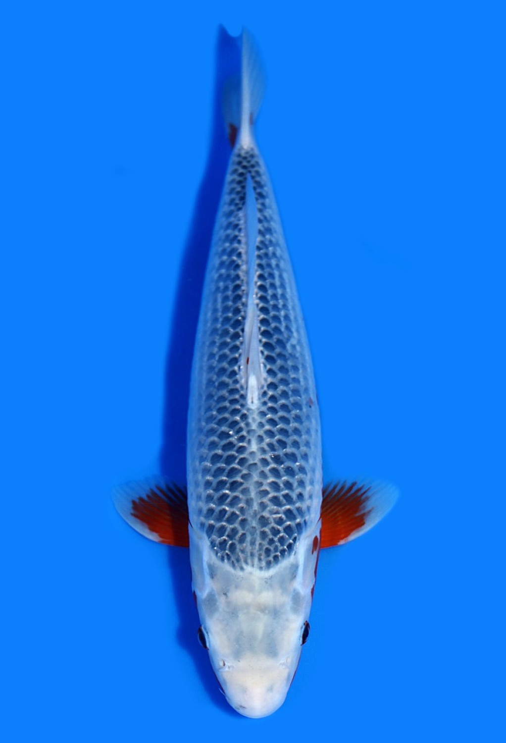 Juara 1