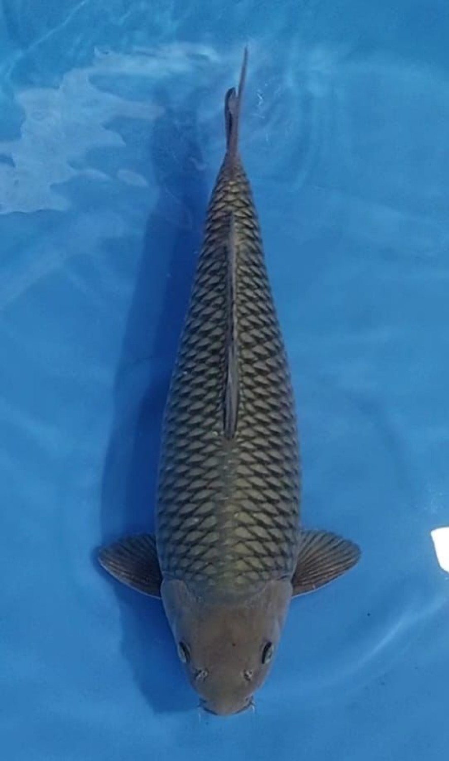 Juara 1