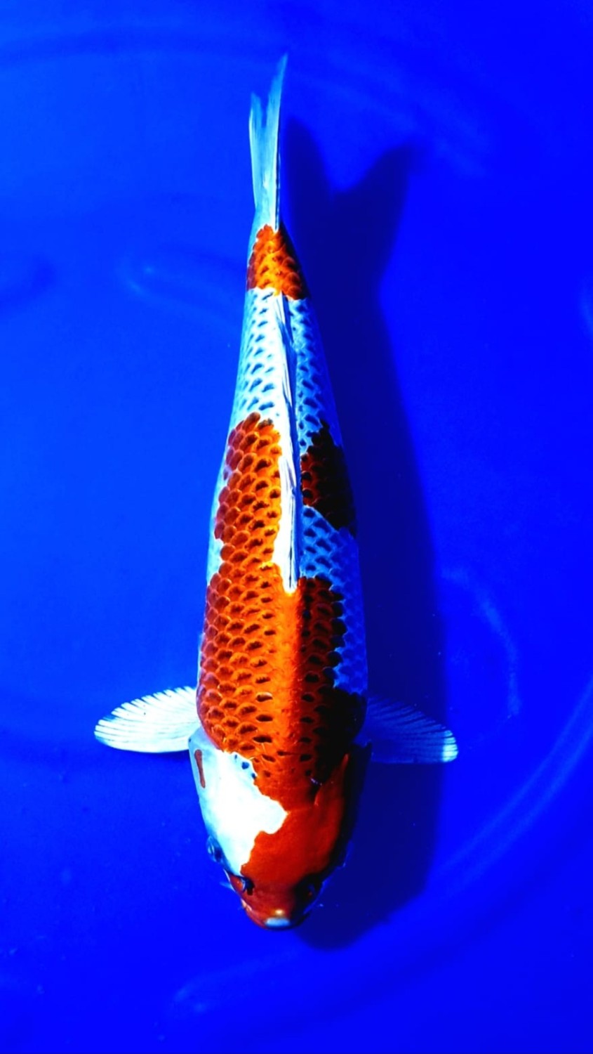 Juara 1