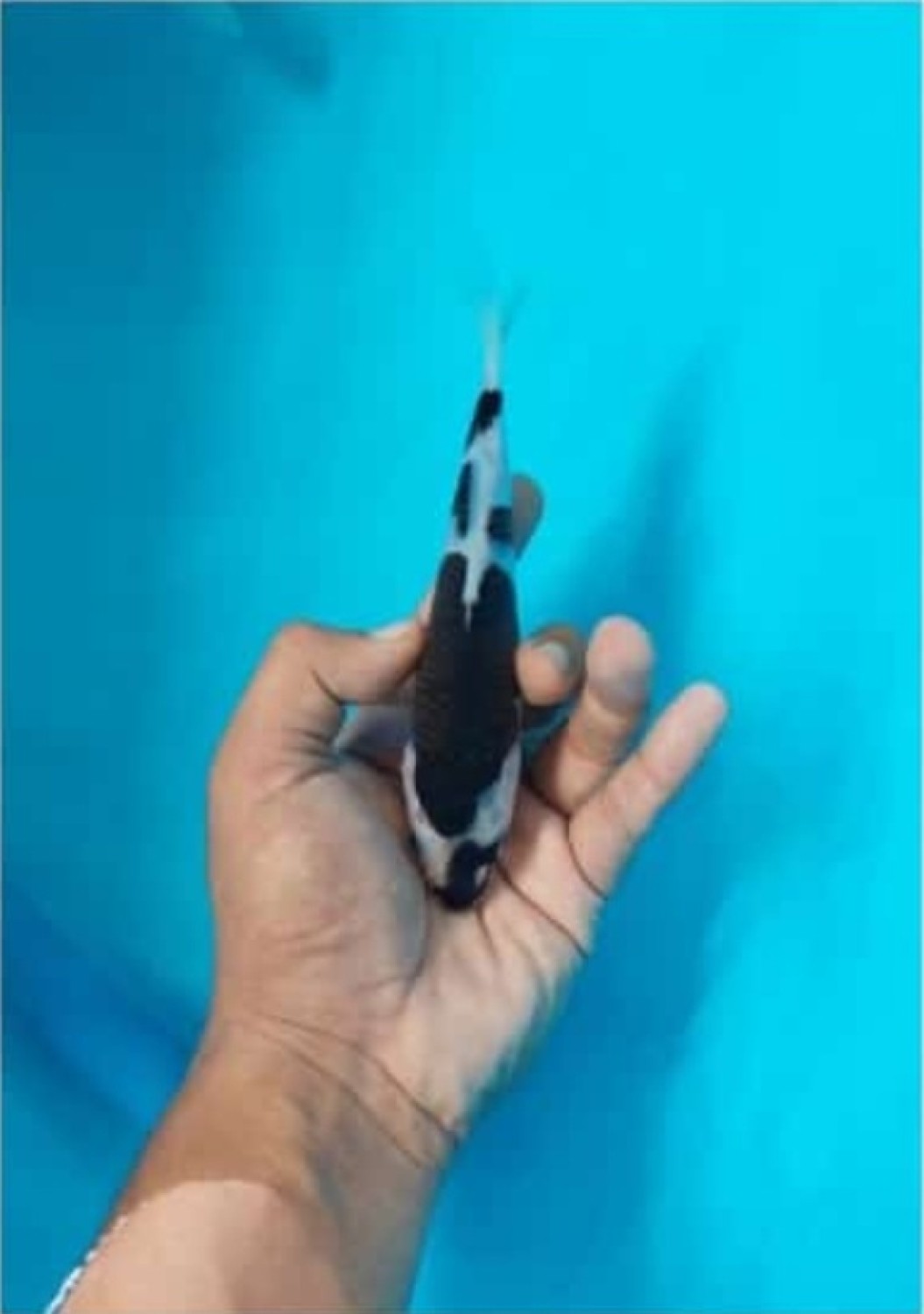 Juara 4